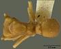 Cyphomyrmex flavidus