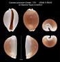 Cypraea aurantium
