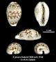 Cypraea diluculum