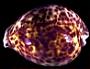 Cypraea tigris