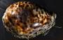 Cypraea tigris