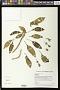 Cyrtandra macrocalyx Hillebr.