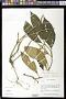 Cyrtandra simplex Merr.