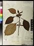 Cyrtandra triflora var. arguta A. Gray