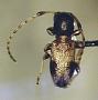 Cyrtinus oakleyi