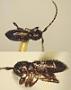 Cyrtinus schwarzi