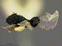 Cyrtogaster occidentalis