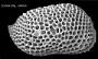 Cytheralison sp.