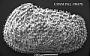 Cythere circumdentata Brady, 1880