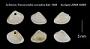Cytherea (Transennella) conradina