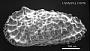 Cythereis sp.