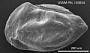 Cythereis triplicata (Romer)