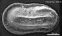 Cytherelloidea sp
