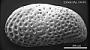 Cytheridea sp