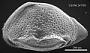 Cytheropteron sp.