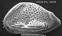 Cytheropteron sp.