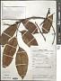 Dacryodes rostrata (Blume) H.J. Lam