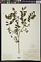 Dalbergia paniculata Roxb.