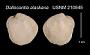 Dallocardia alaskana