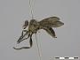 Damalis annulata