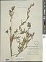 Dampiera linearis R. Br.