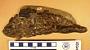 Dapedium punctatus