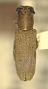 Daphisia simplex