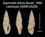 Daphnella deluta