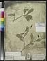 Daphnopsis guacacoa C. Wright ex Griseb.