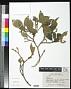 Daphnopsis malacophylla Standl. & Steyerm.