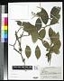 Daphnopsis malacophylla Standl. & Steyerm.