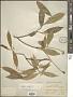 Daphnopsis perplexa Nevling