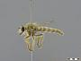 Daspletis setithoracicus