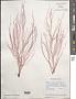 Dasya pedicellata (C. Agardh) C. Agardh