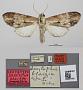 Dasylophia blaizea