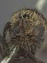 Dasymutilla deyrollesi