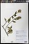 Dasyphyllum sp.