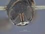 Dasyproctus toxopteru