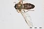 Dasysyrphus darada