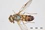 Dasysyrphus pandu