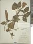 Datura innoxia Mill.