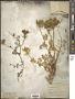 Daucus aureus Desf.