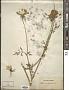 Daucus hispanicus Gouan