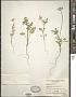 Daucus pusillus Michx.
