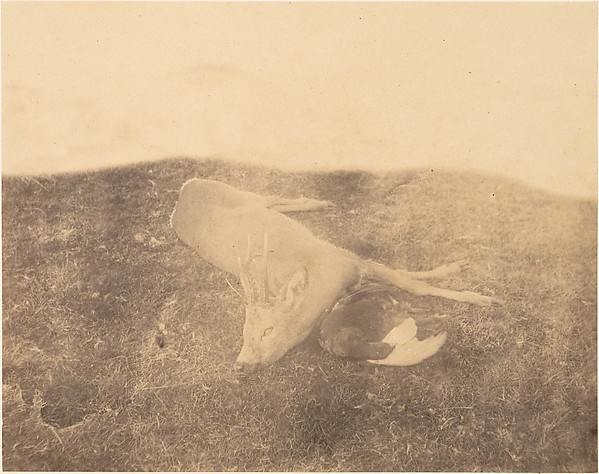 [Dead Roe Buck]
