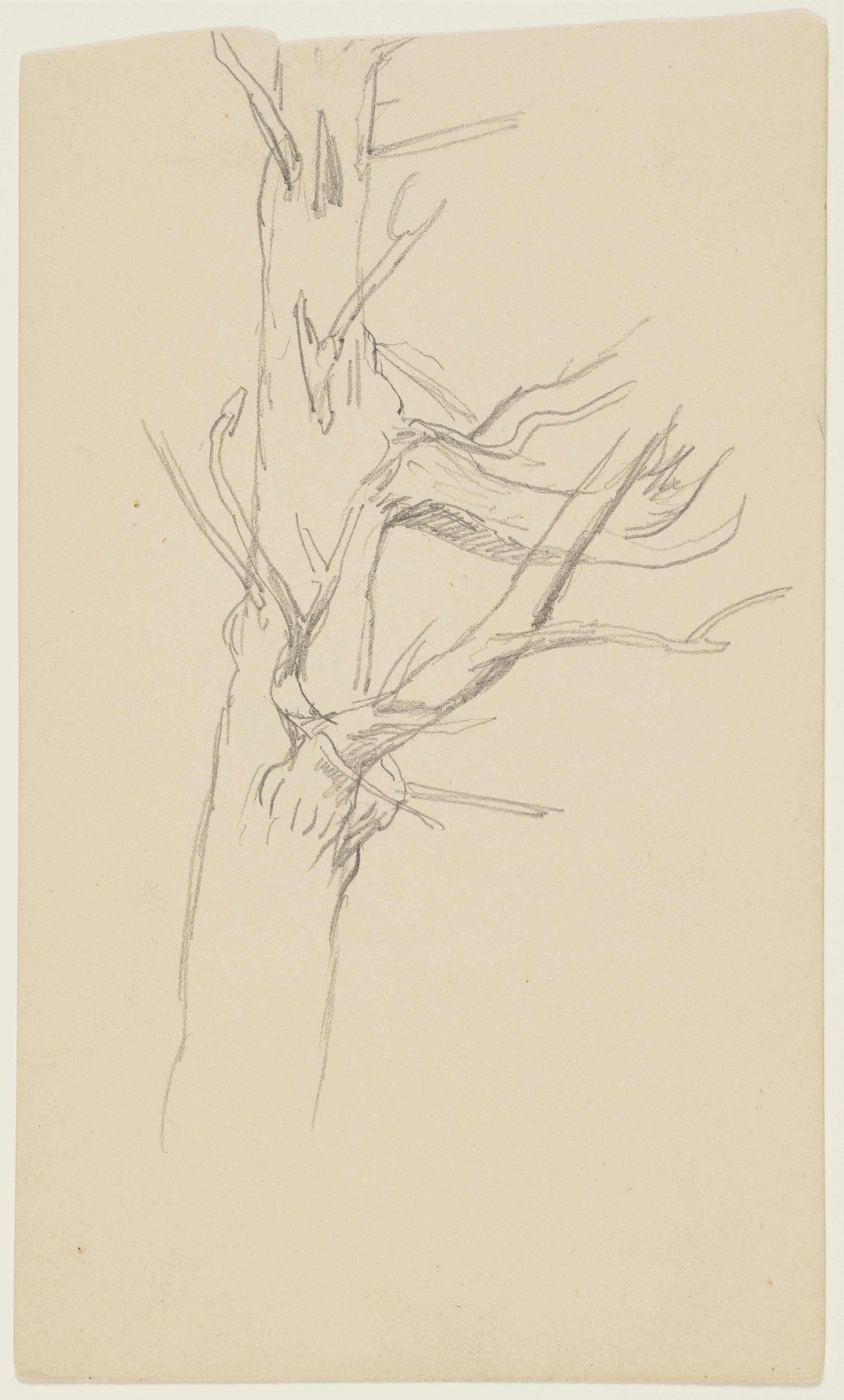 Dead Tree Trunk, Lake Millinocket, Maine