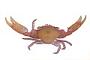 Decapoda