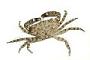 Decapoda