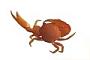 Decapoda