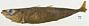 Decapterus afuerae